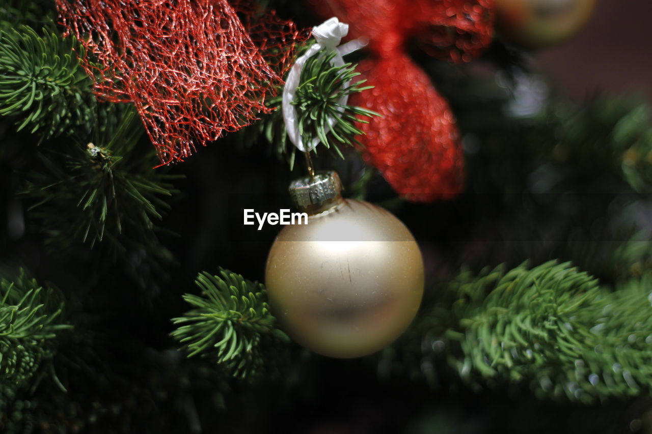 CLOSE-UP OF CHRISTMAS DECORATION HANGING ON TREE IN PARK