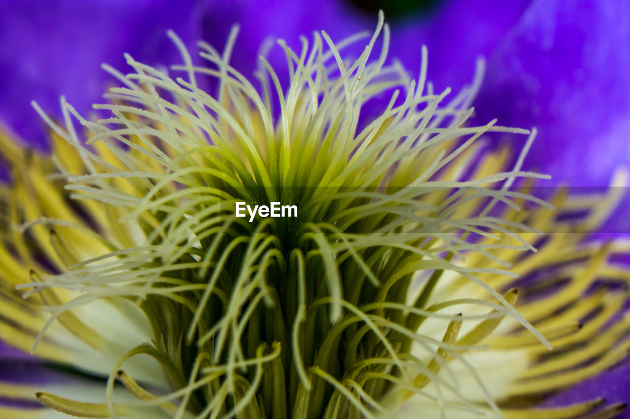 CLOSE-UP OF FLOWERS