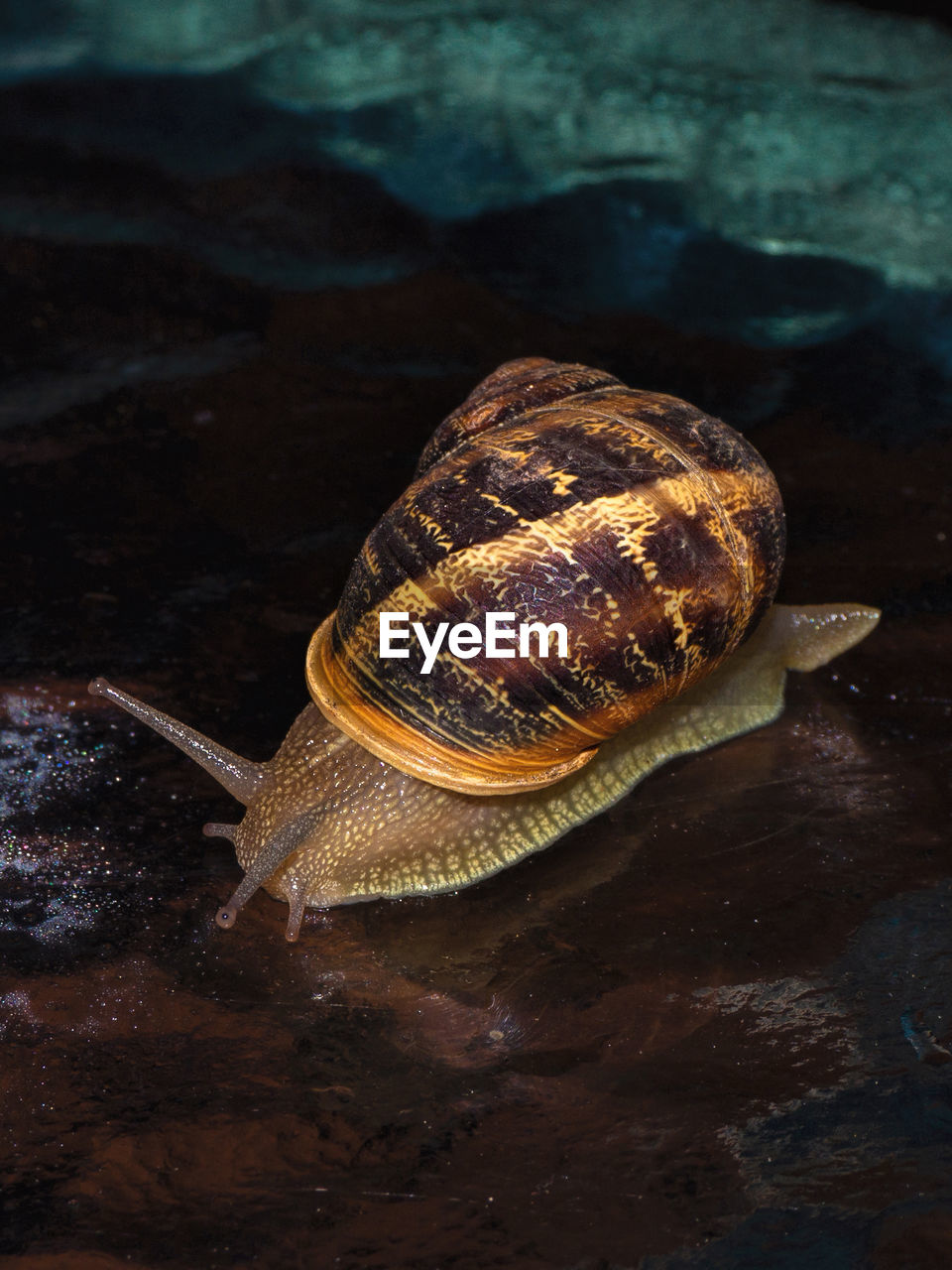 Close-up of snail on rock