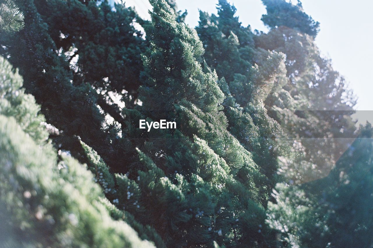 CLOSE-UP OF TREES AGAINST SKY