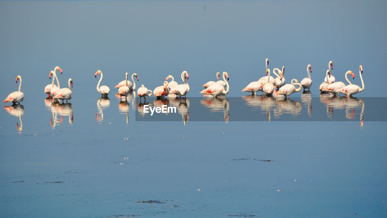 Flock of flamingos in lake