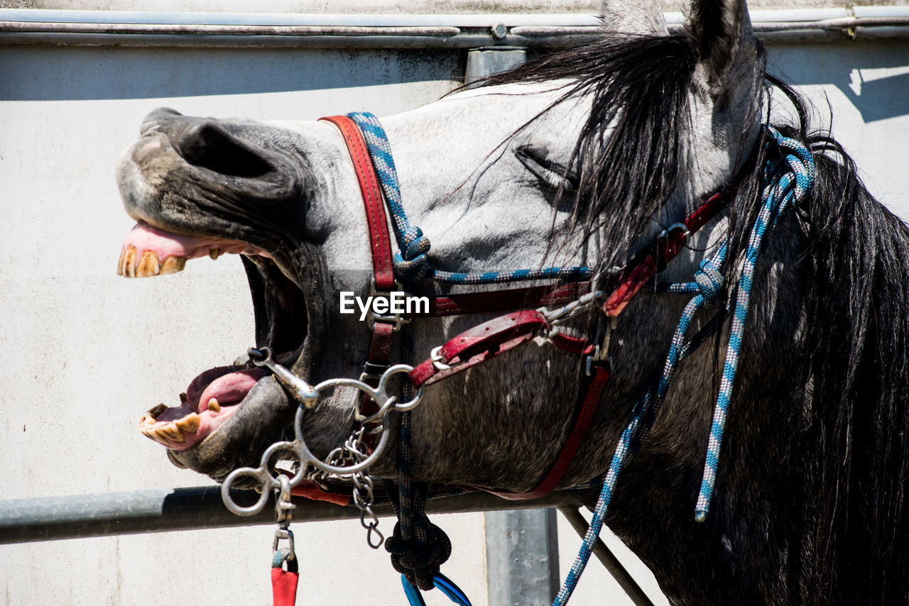 CLOSE-UP OF HORSE IN PEN