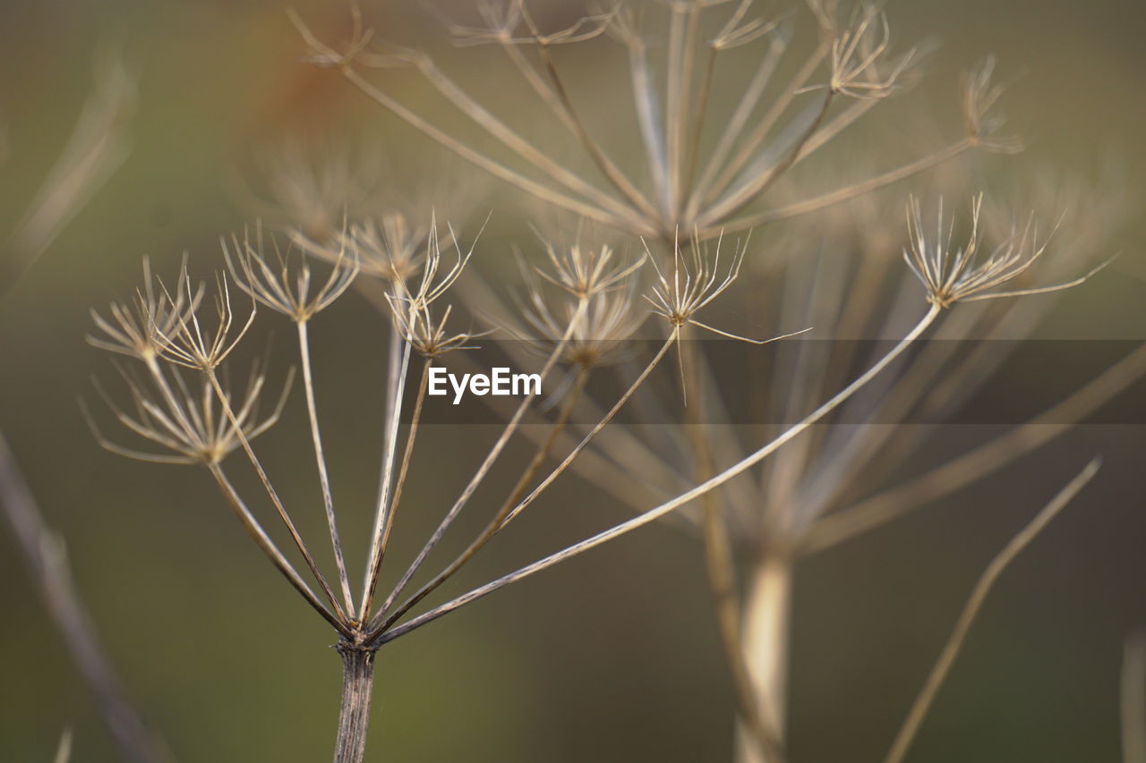 Close-up of dandelion flower