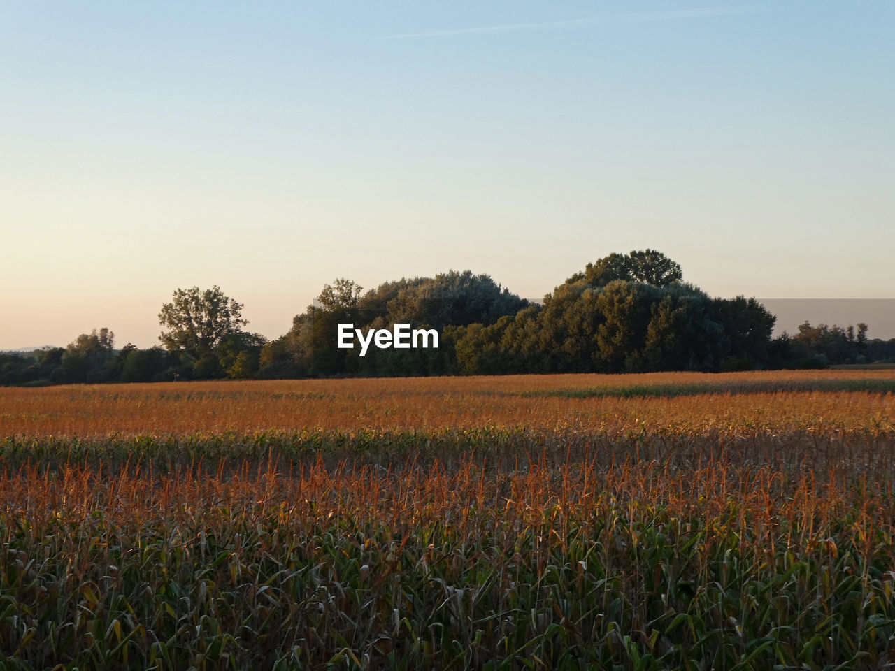 Scenic view of field against clear sky