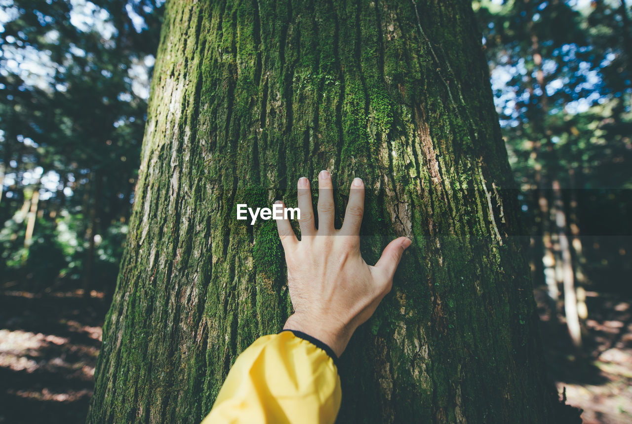 Cropped hand of person touching tree at forest