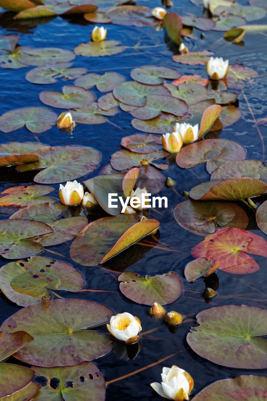 LOTUS WATER LILY LEAVES IN LAKE