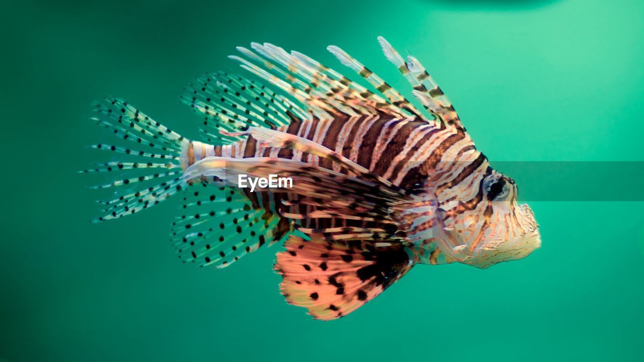 Close-up of fish swimming in sea