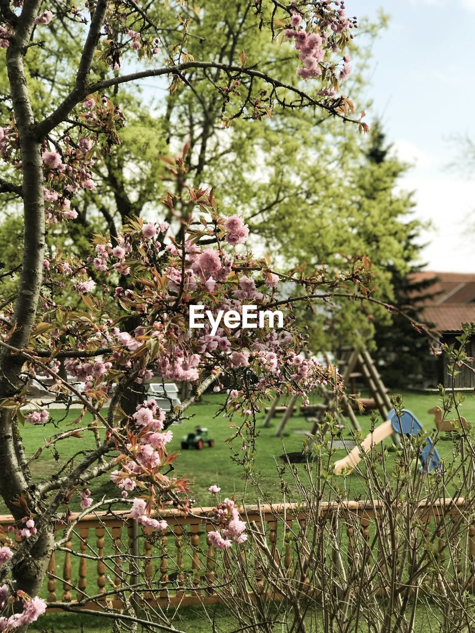 Close-up of flowers on tree