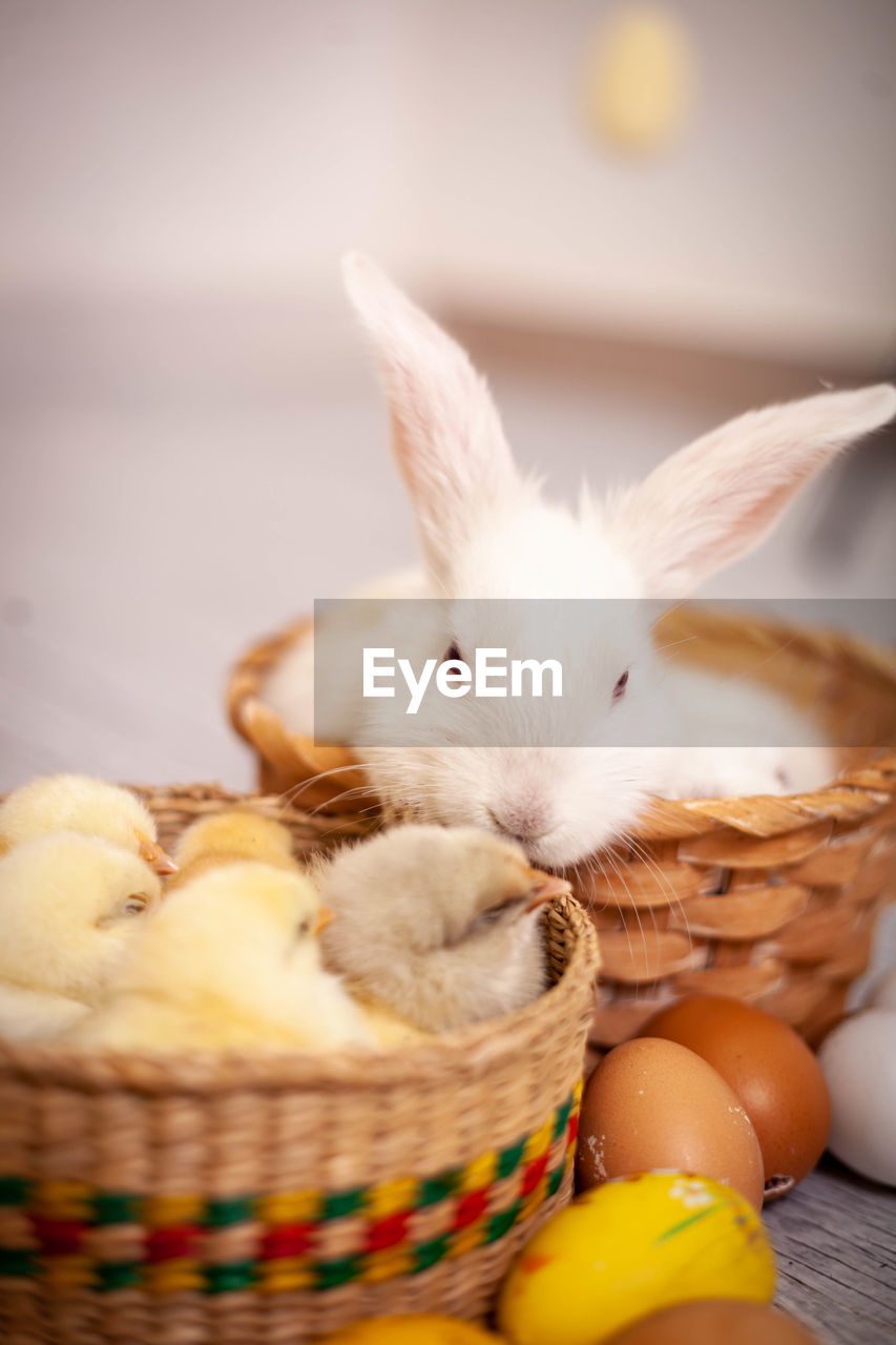 Close-up of rabbit in basket