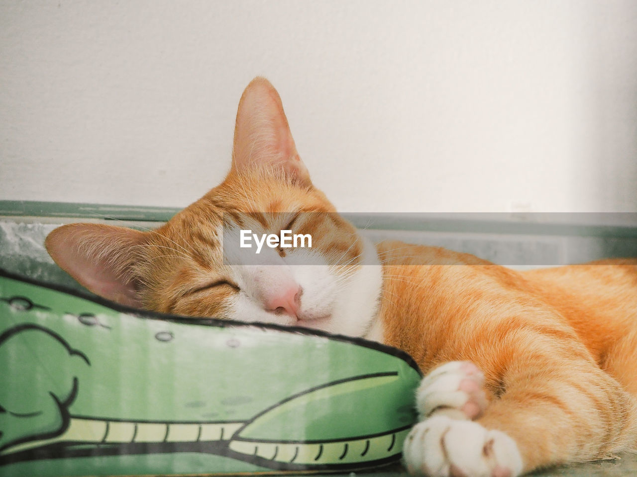 CLOSE-UP OF CAT SLEEPING IN A BLANKET