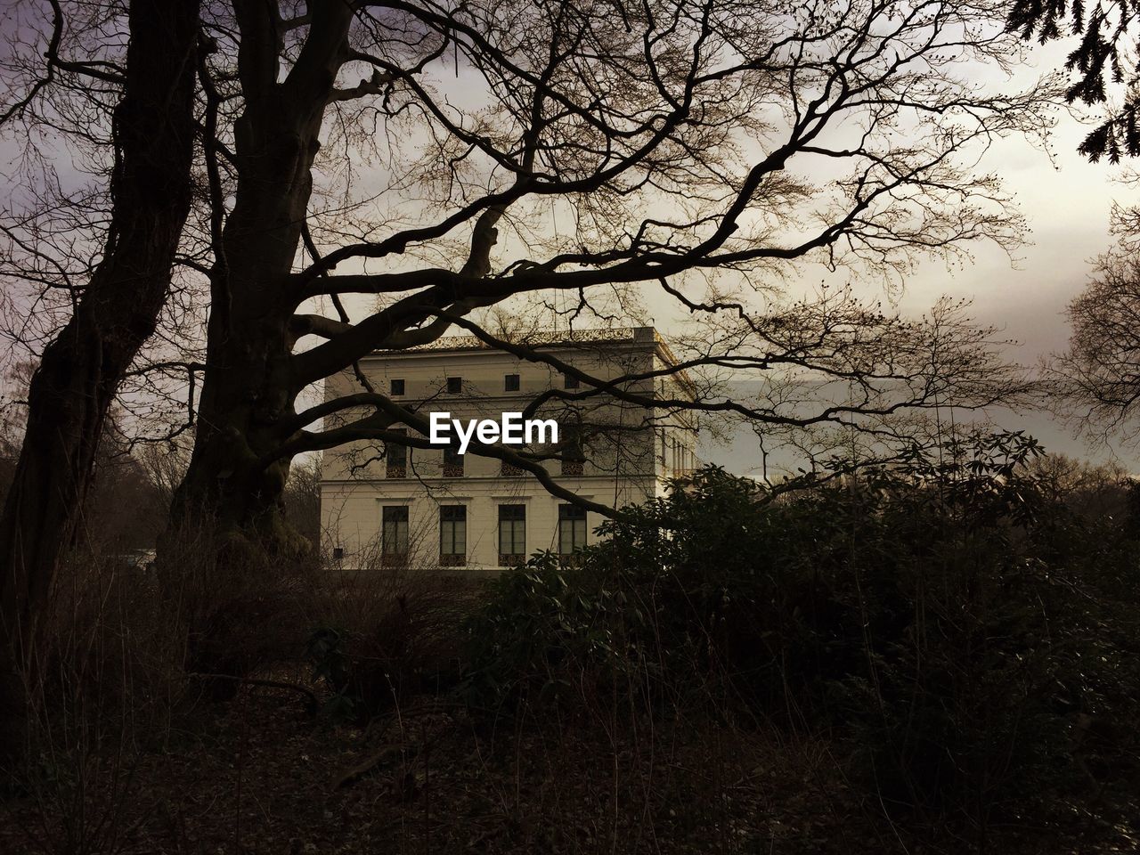 BARE TREES AGAINST BUILDINGS