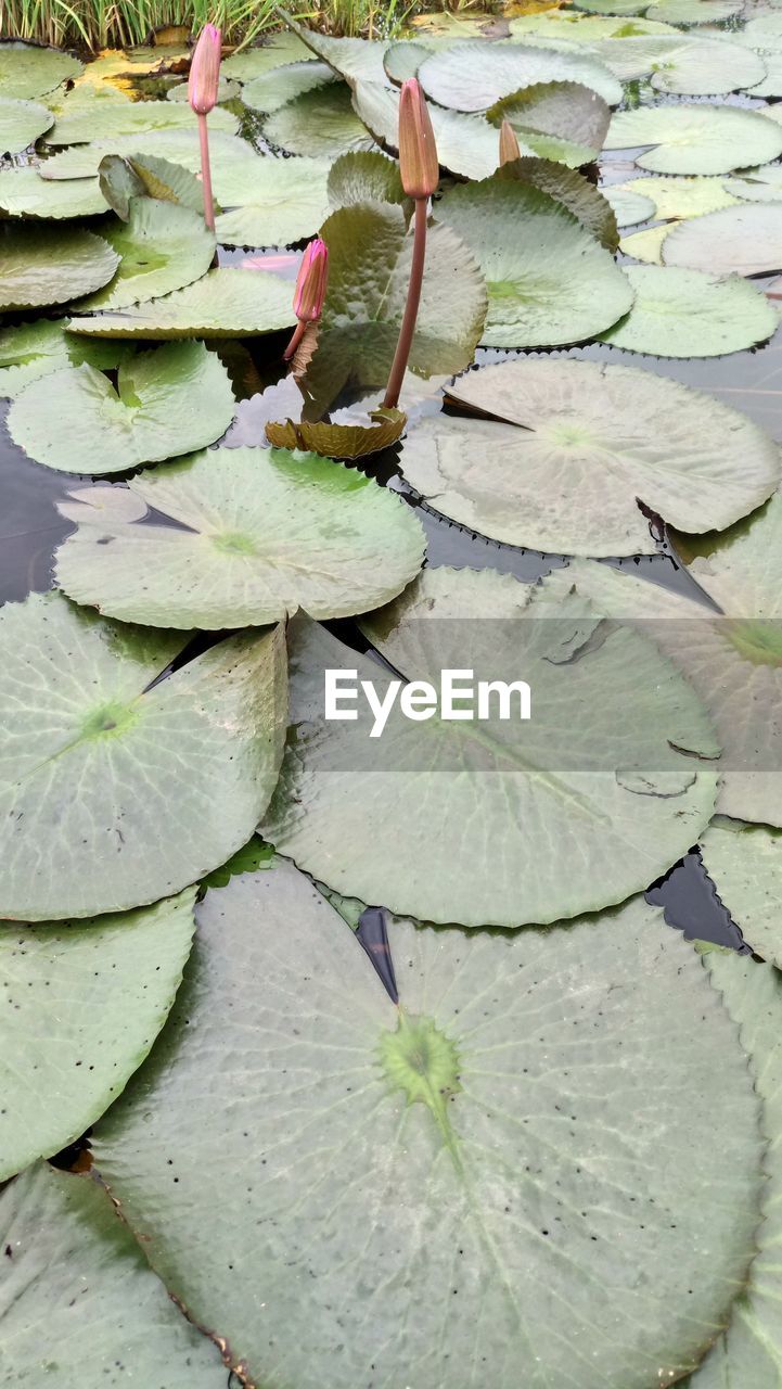 WATER LILY IN LAKE