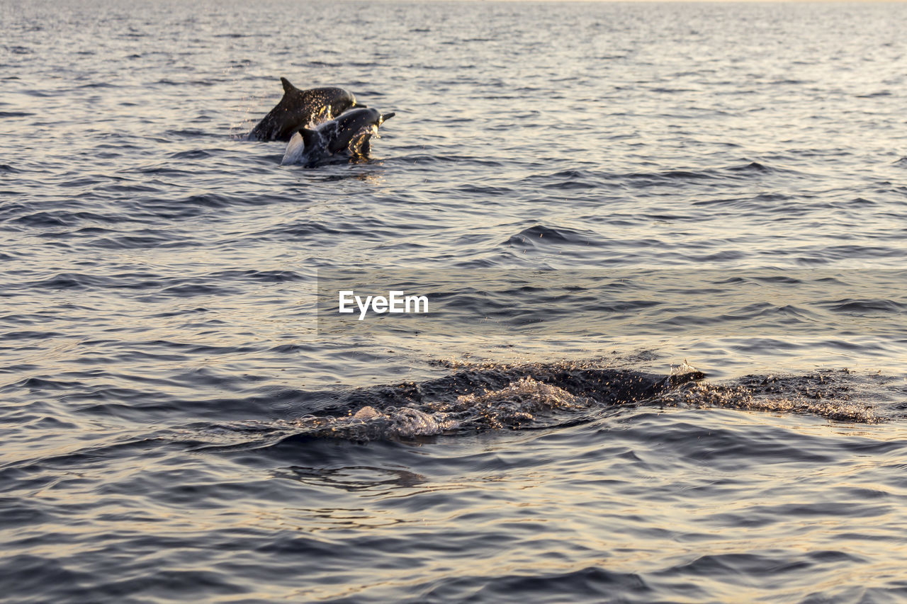 VIEW OF TURTLE IN SEA