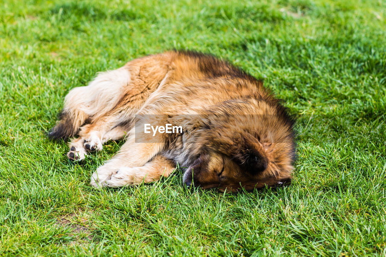 DOG LYING ON GRASS
