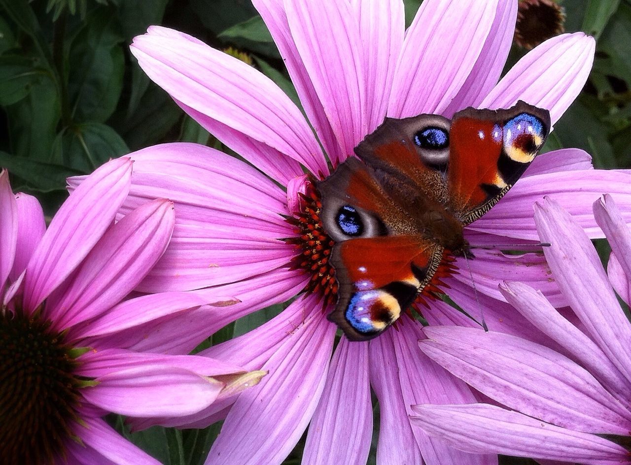 Close-up of a butterfly pollinating flower