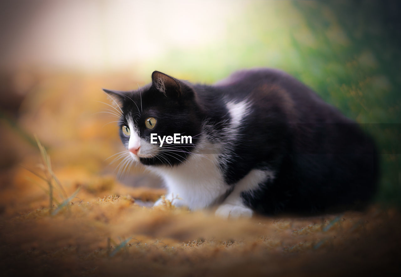 Close-up of a cat looking away