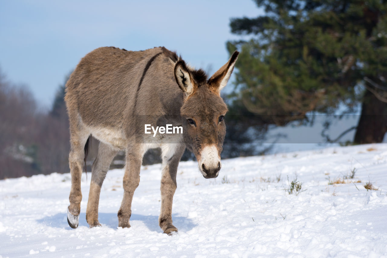 Donkey in the snow