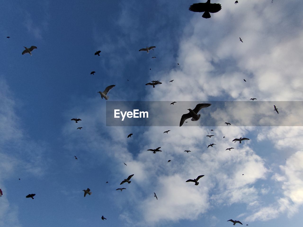 Low angle view of birds flying in sky