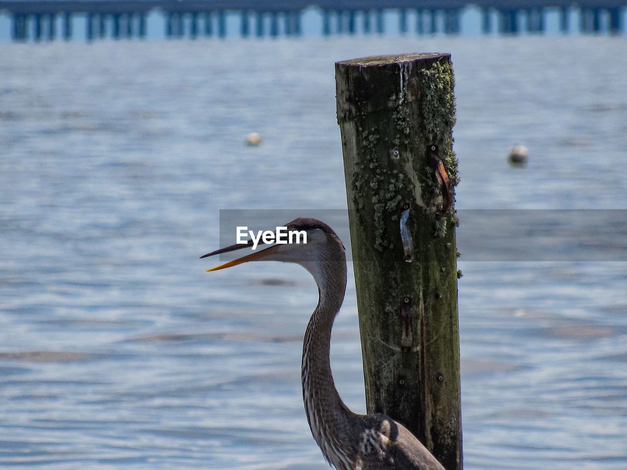 GRAY HERON PERCHING ON WOODEN POST IN LAKE