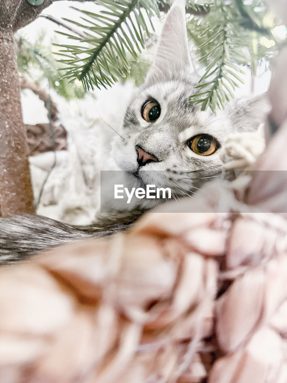 Cat in basket sunder christmas tree