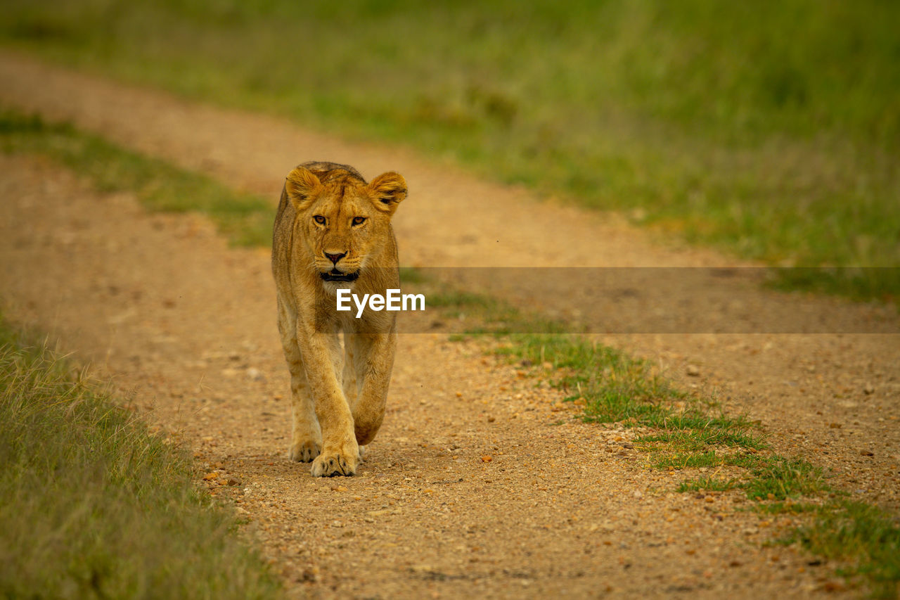 Lioness walks along gravel track on savannah