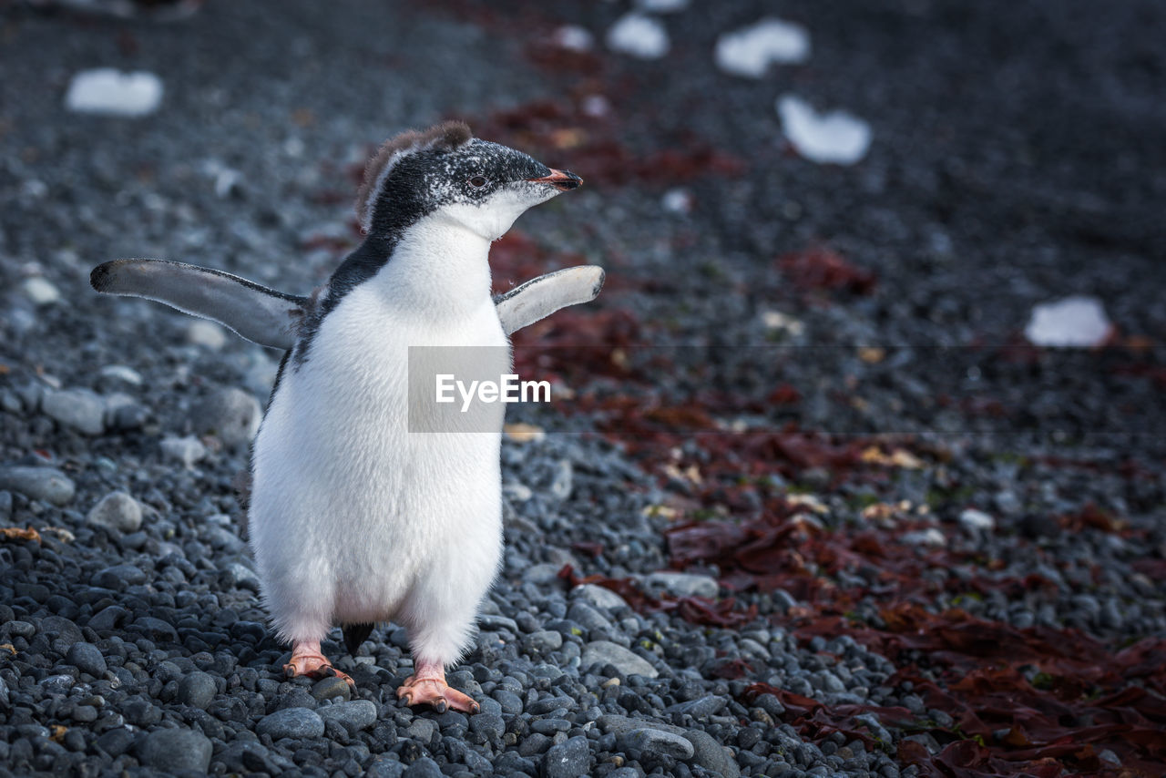 Adelie penguin chick running along shingle beach