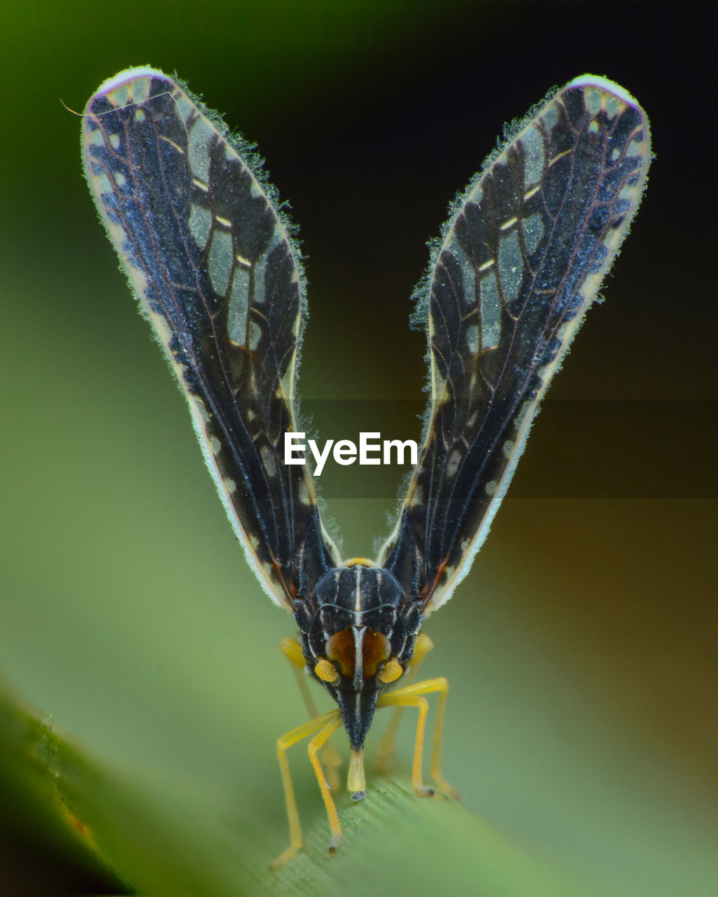 BUTTERFLY ON LEAF