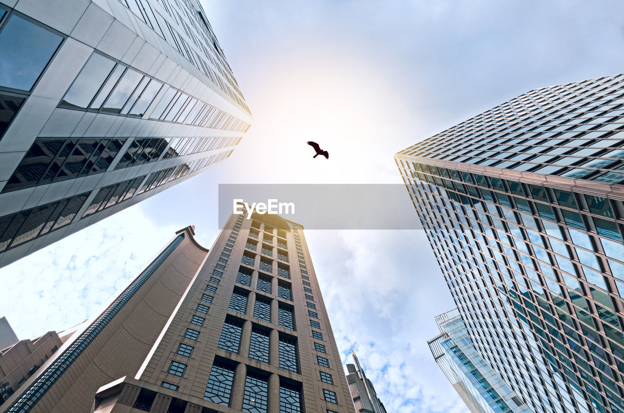 Hong kong skyscrapers, bottom view. hawk soars over the tops of skyscrapers in sunlight. 