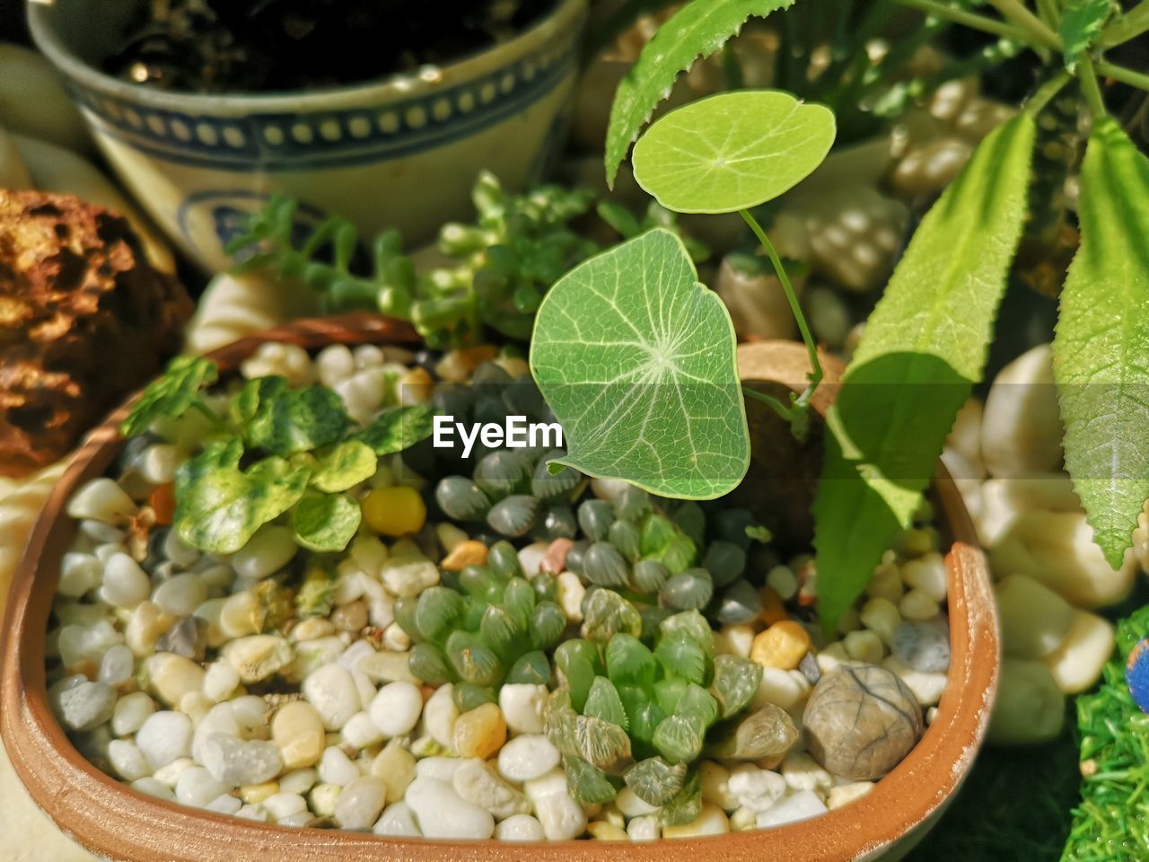 CLOSE-UP OF FRESH GREEN LEAVES