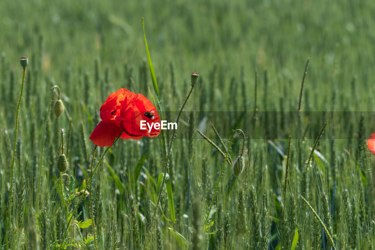 plant, grass, flower, poppy, field, grassland, meadow, flowering plant, red, prairie, beauty in nature, growth, nature, freshness, green, petal, fragility, land, wildflower, lawn, no people, flower head, inflorescence, close-up, day, natural environment, outdoors, focus on foreground, plant stem, environment, springtime, landscape, selective focus, tranquility