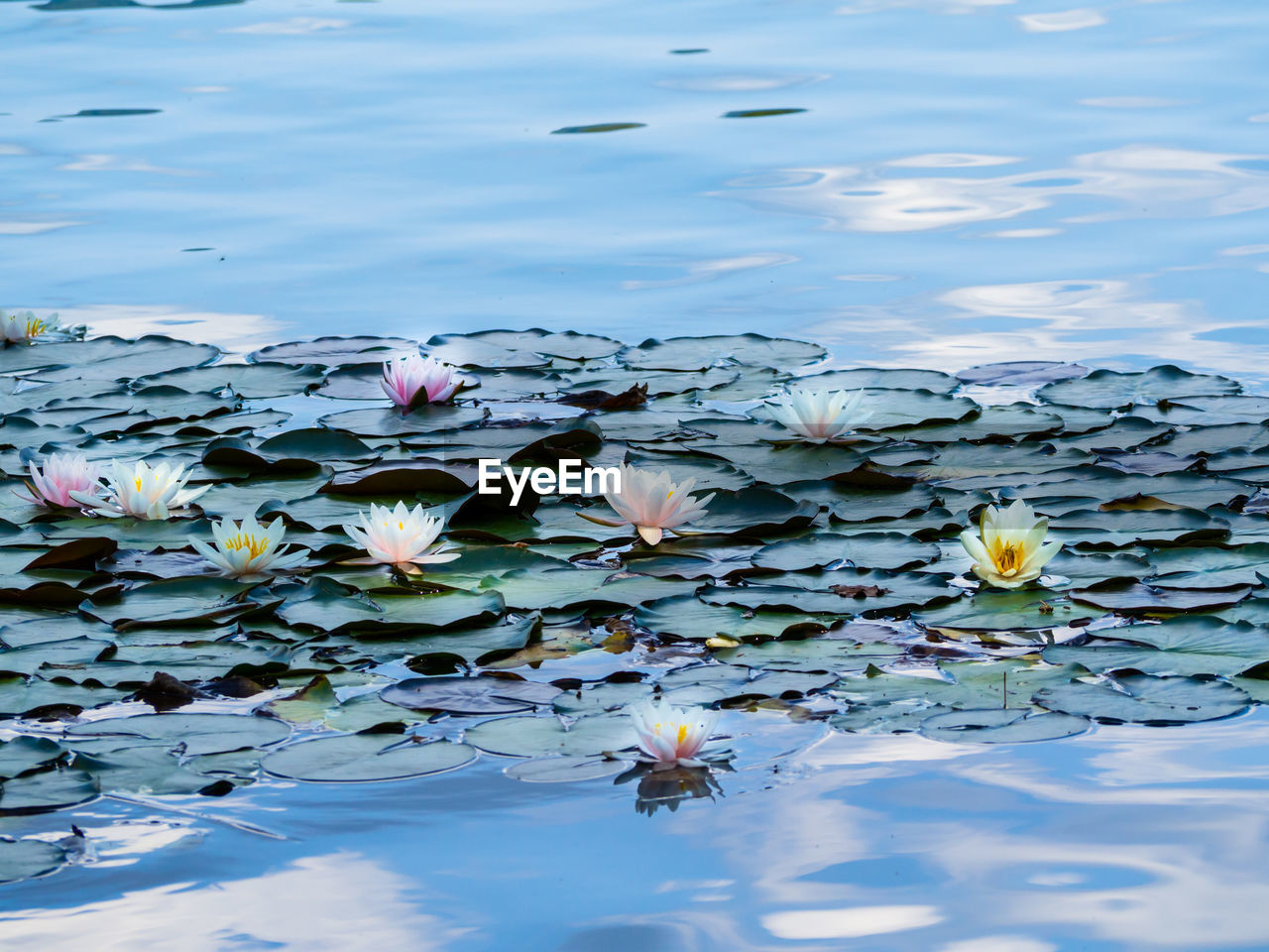 Lotus water lily in lake