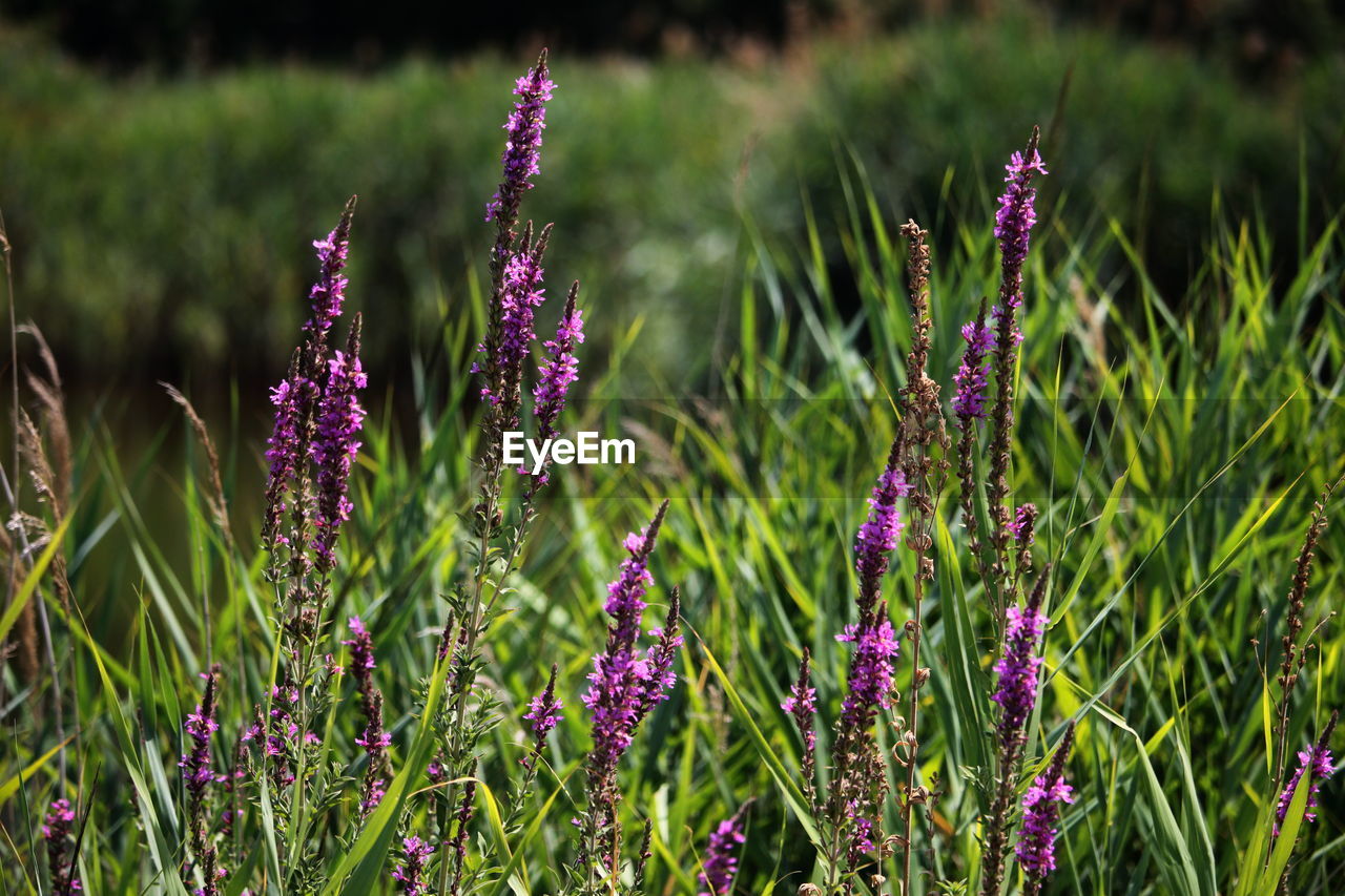 CLOSE-UP OF PURPLE FLOWERING PLANTS