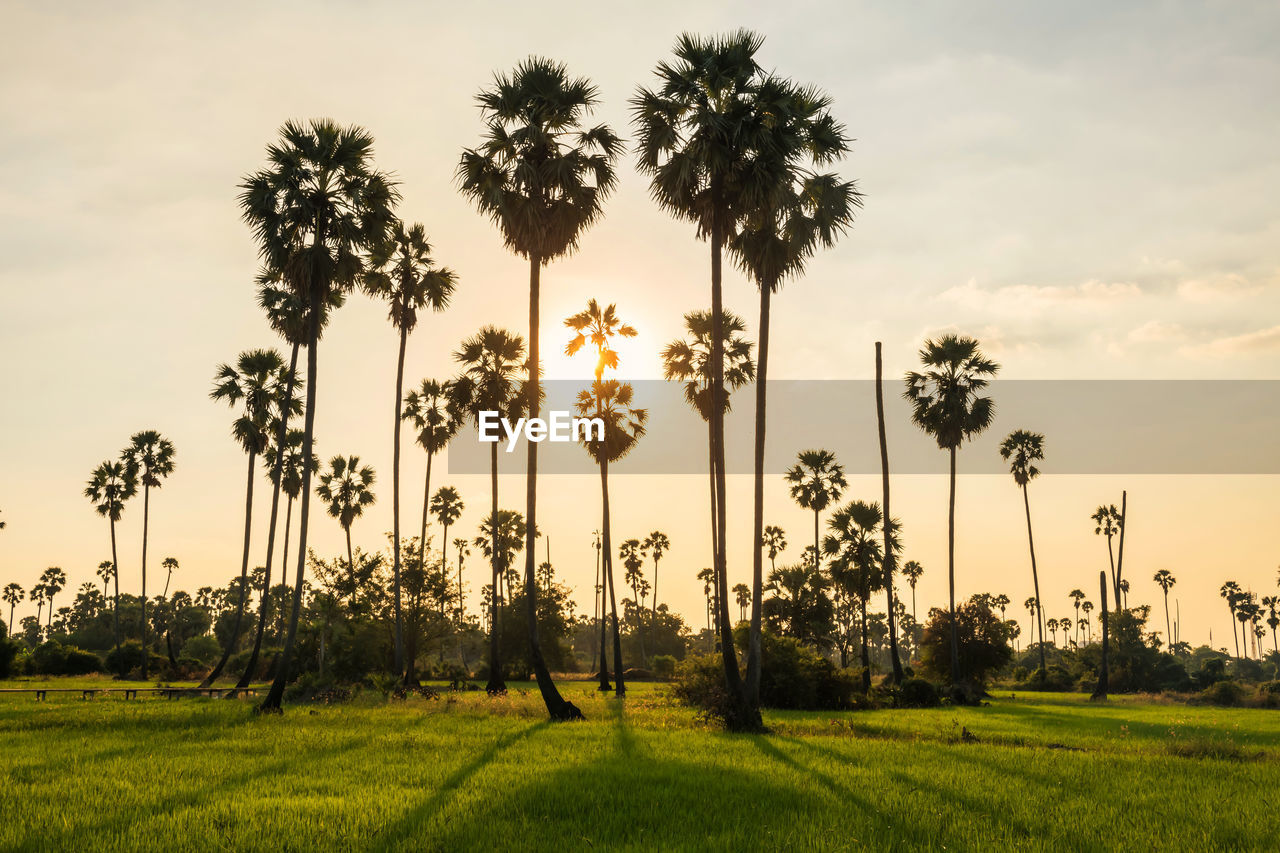 Sunset light through sugar palm trees to paddy rice field in pathum thani, thailand. 