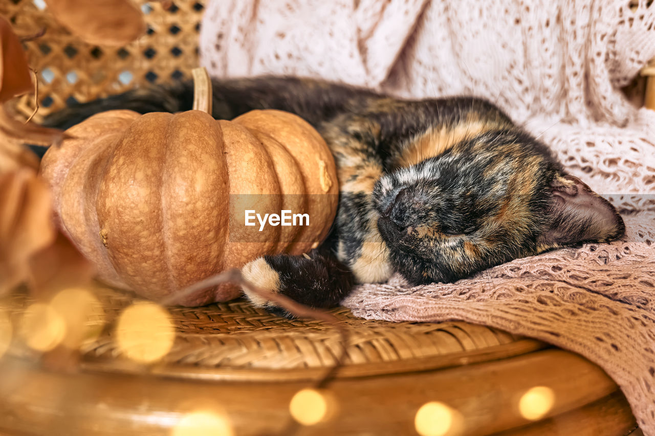 Tortoiseshell kitty sleeping hugging with pumpkin on wicker chair on woolen blanket. 