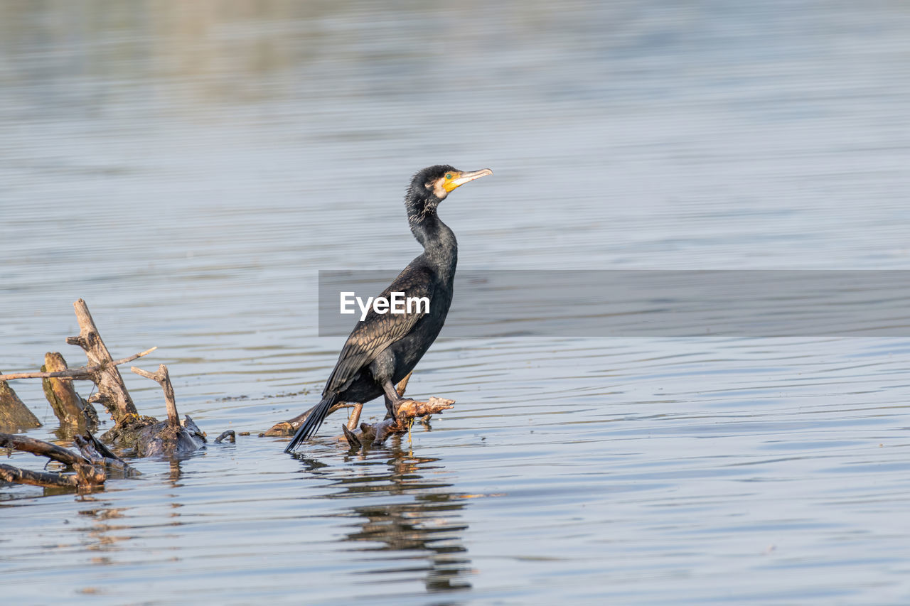 DUCK PERCHING ON A LAKE