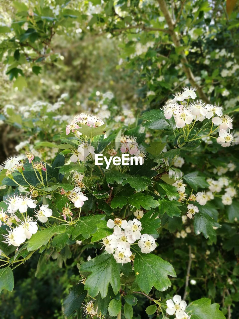 CLOSE-UP OF FLOWERS BLOOMING IN PARK