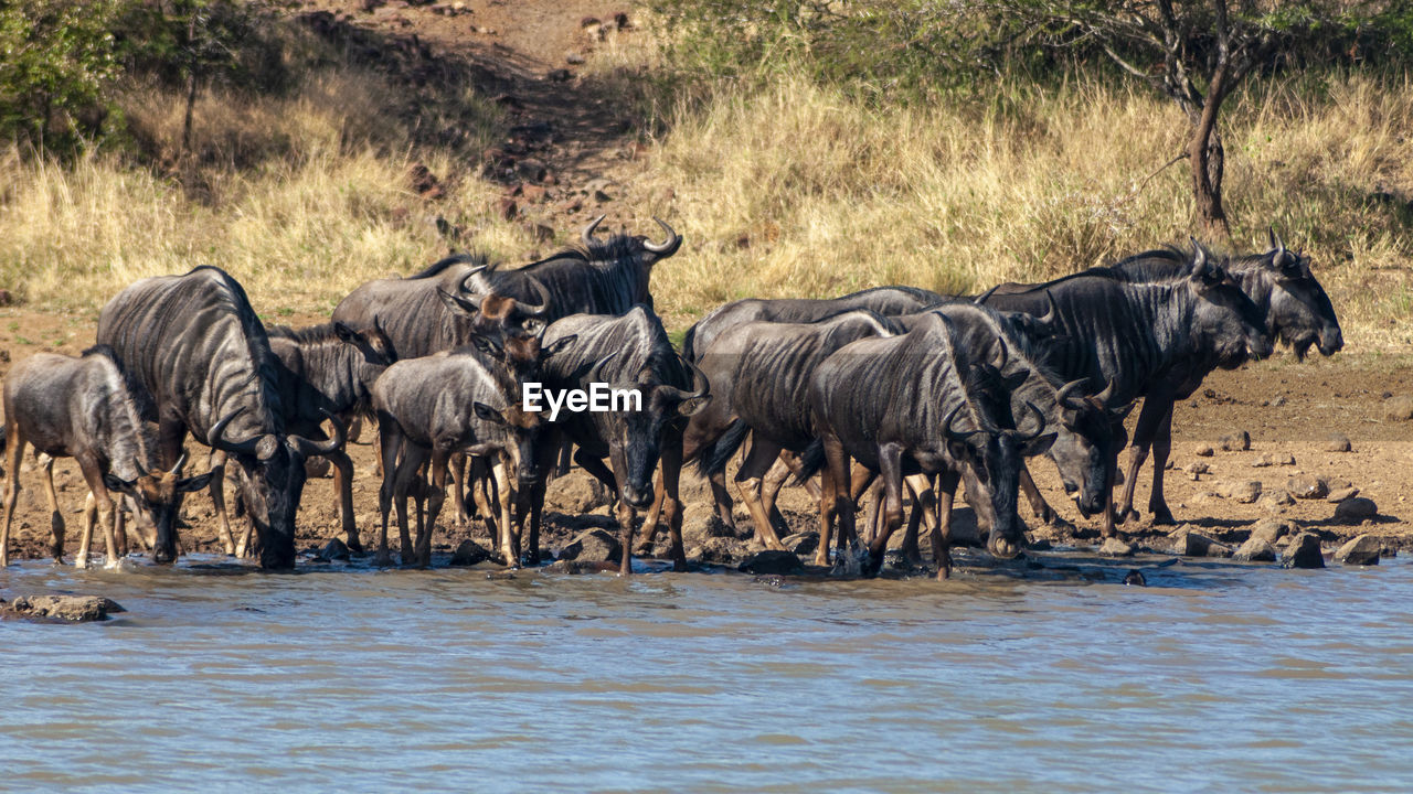 Wildebeest in a river