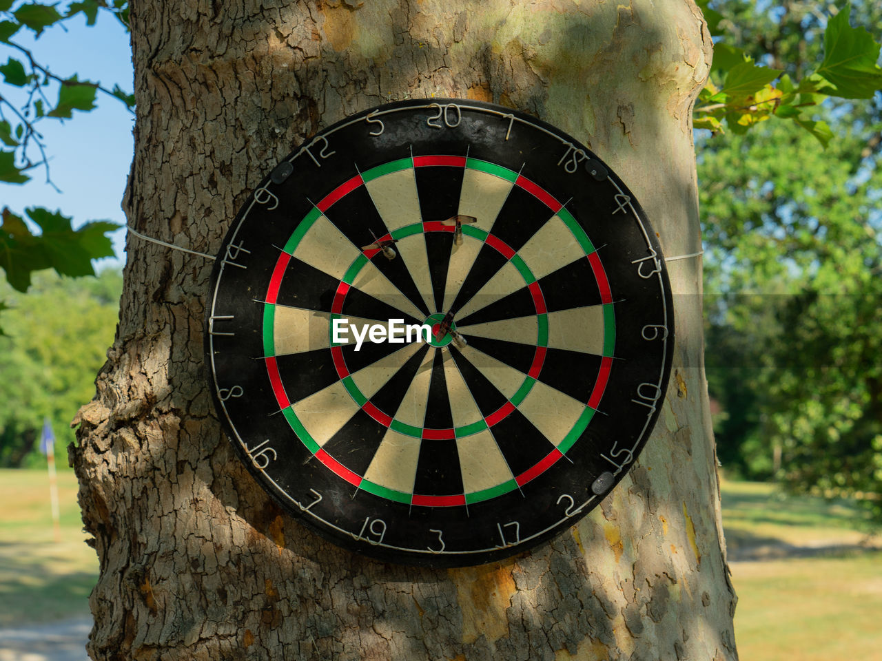 Dartboard on tree trunk at park