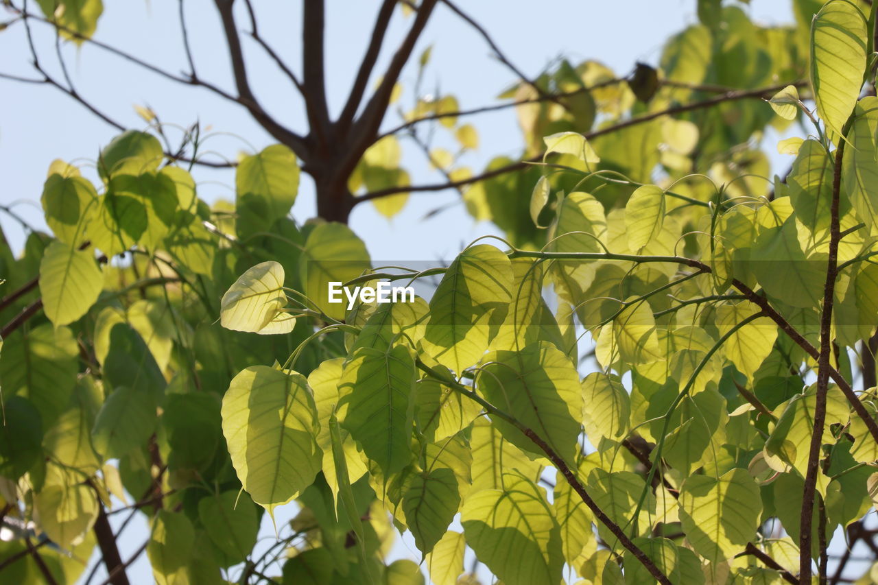 green, leaf, plant, plant part, tree, sunlight, branch, yellow, nature, growth, no people, flower, beauty in nature, food and drink, low angle view, outdoors, sky, day, food, fruit, focus on foreground, freshness, close-up, agriculture, produce, healthy eating, environment, autumn