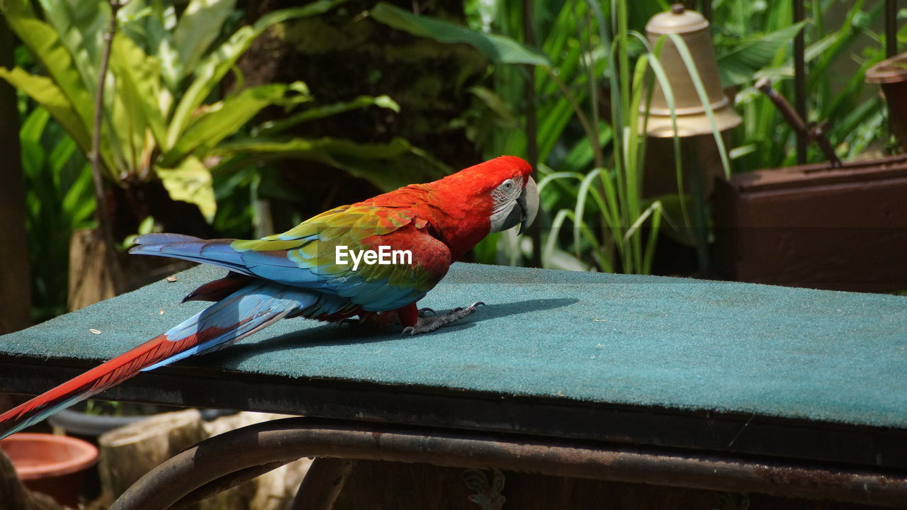 CLOSE-UP OF BIRD PERCHING ON RAILING