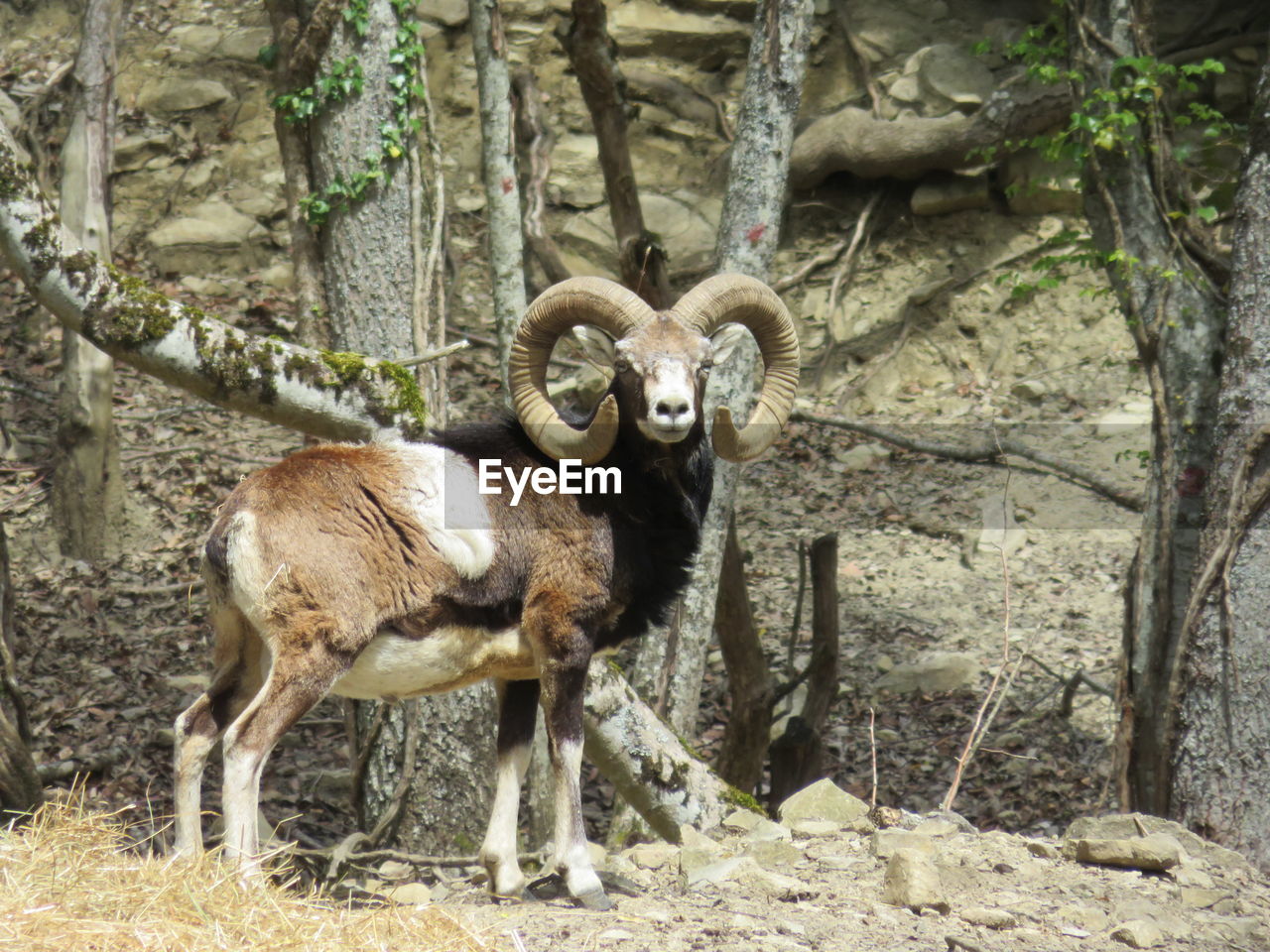 Bighorn sheep on field against trees