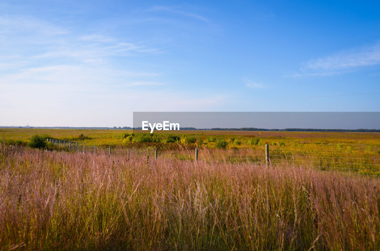 scenic view of wheat field against sky