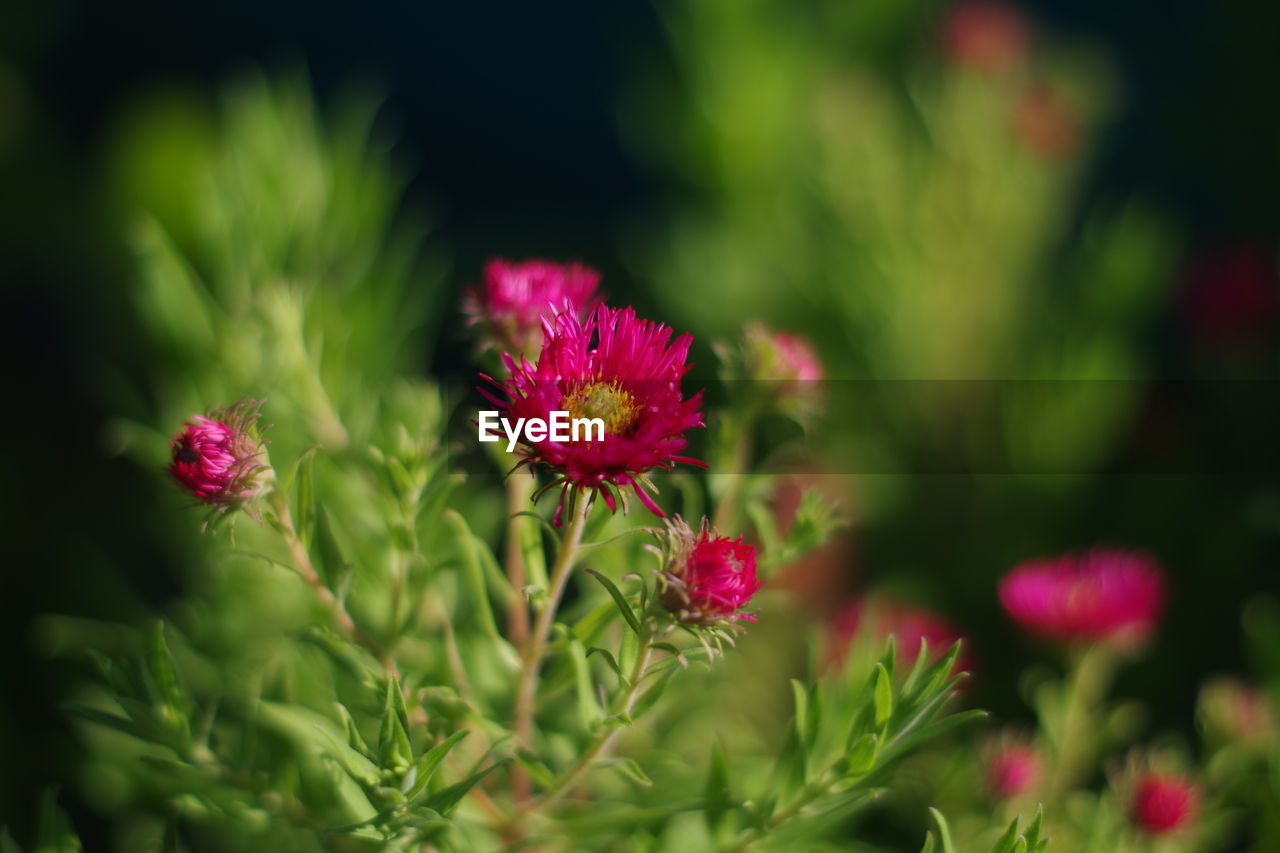 CLOSE-UP OF PINK FLOWERS