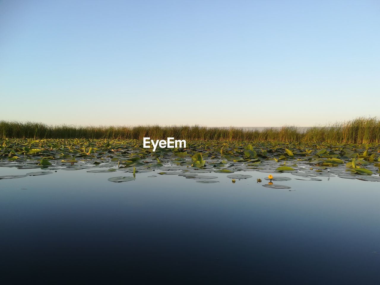 PLANTS GROWING IN LAKE AGAINST CLEAR SKY