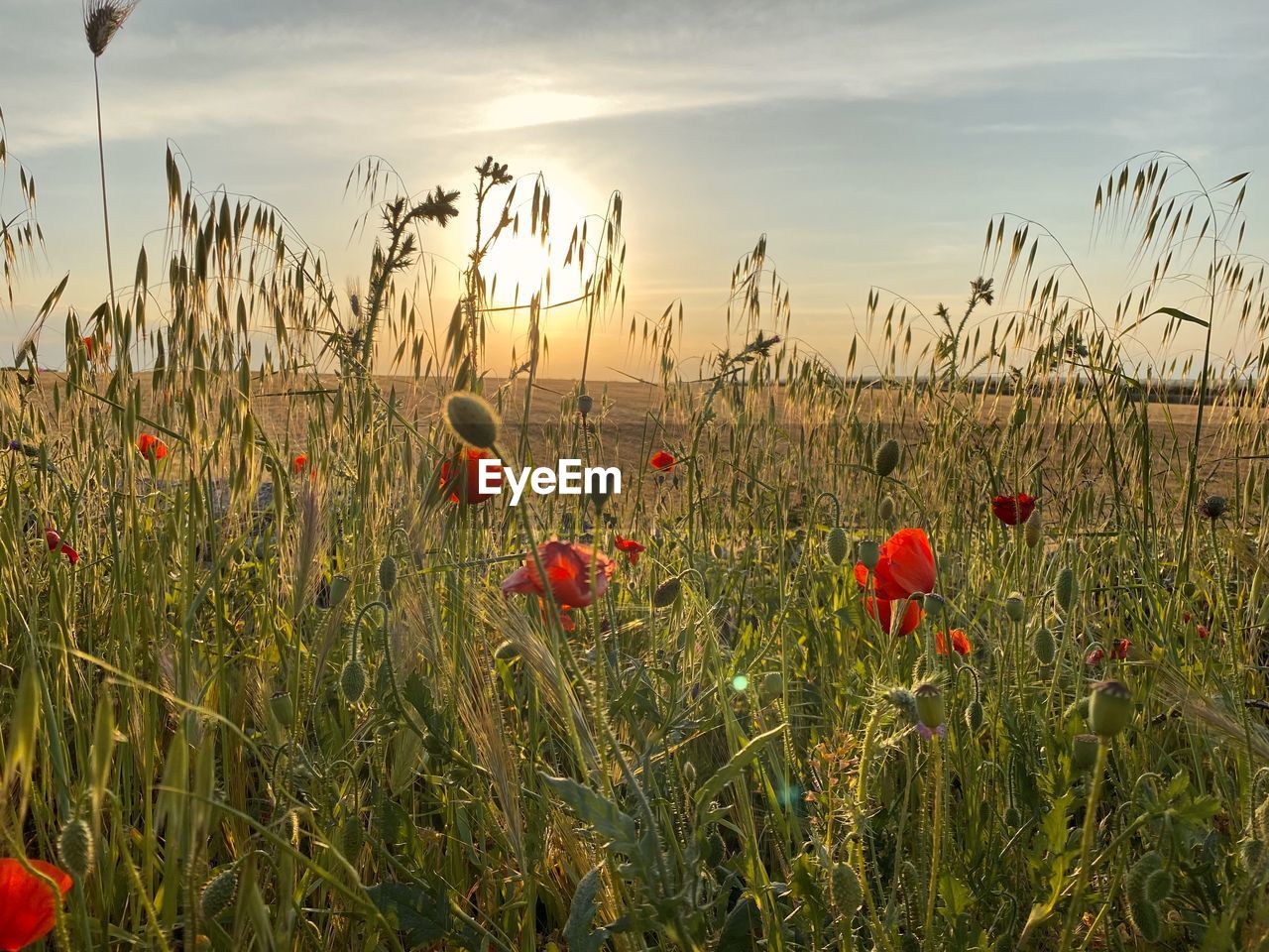 plant, sky, land, field, landscape, nature, beauty in nature, environment, flower, cloud, red, sunset, growth, flowering plant, rural scene, poppy, agriculture, cereal plant, tranquility, scenics - nature, crop, grass, no people, freshness, prairie, sunlight, grassland, sun, tranquil scene, non-urban scene, summer, multi colored, meadow, outdoors, barley, food, horizon, wildflower, idyllic, plain, horizon over land, urban skyline, day, close-up, backgrounds, natural environment, twilight, yellow, gold, tree, rural area, corn, food and drink, fragility, farm, dramatic sky, dusk, vibrant color, springtime, abundance, green, plant stem