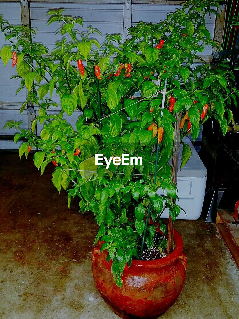 High angle view of chili pepper plant