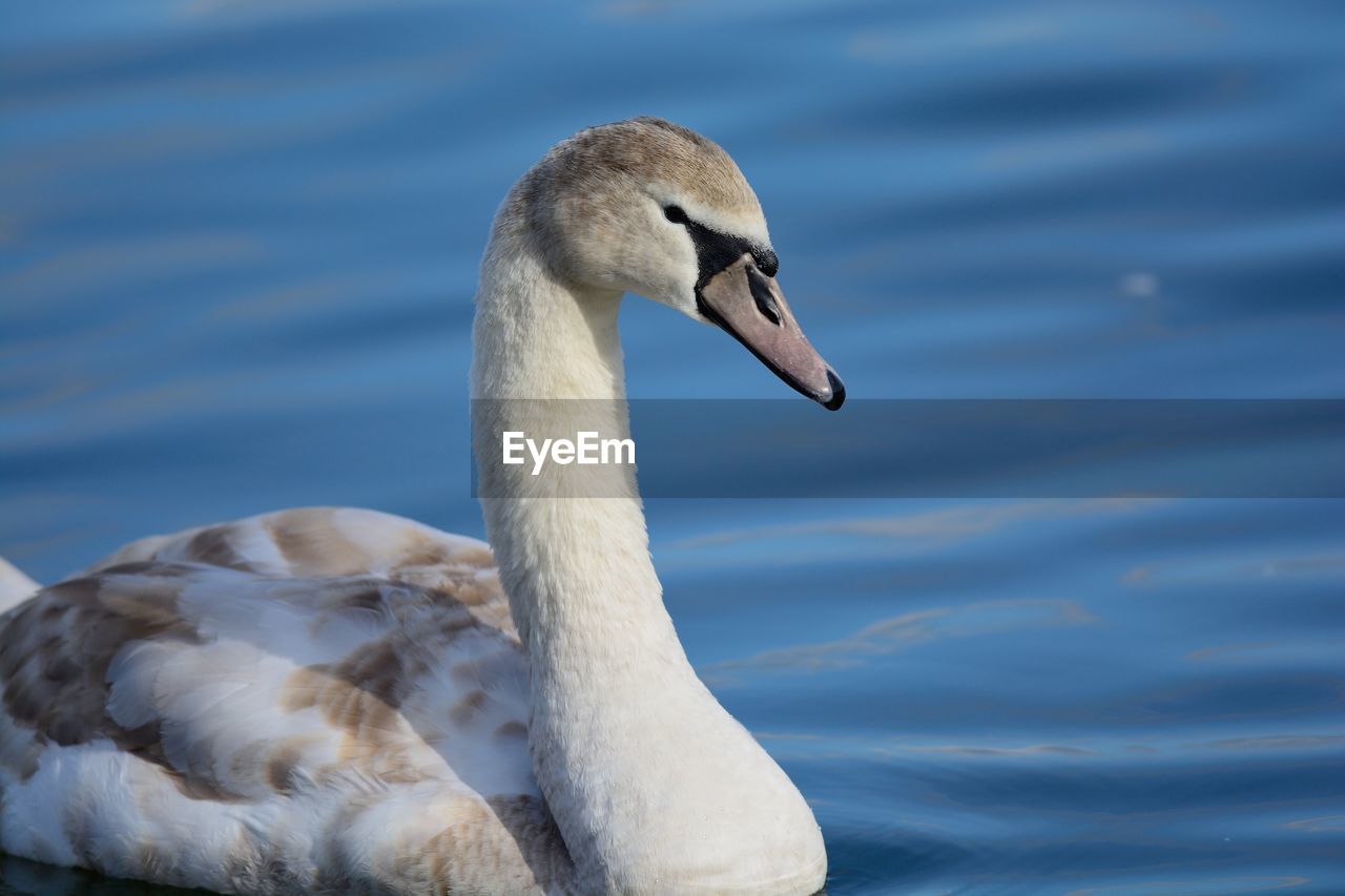 Close-up mute swan swimming in lake