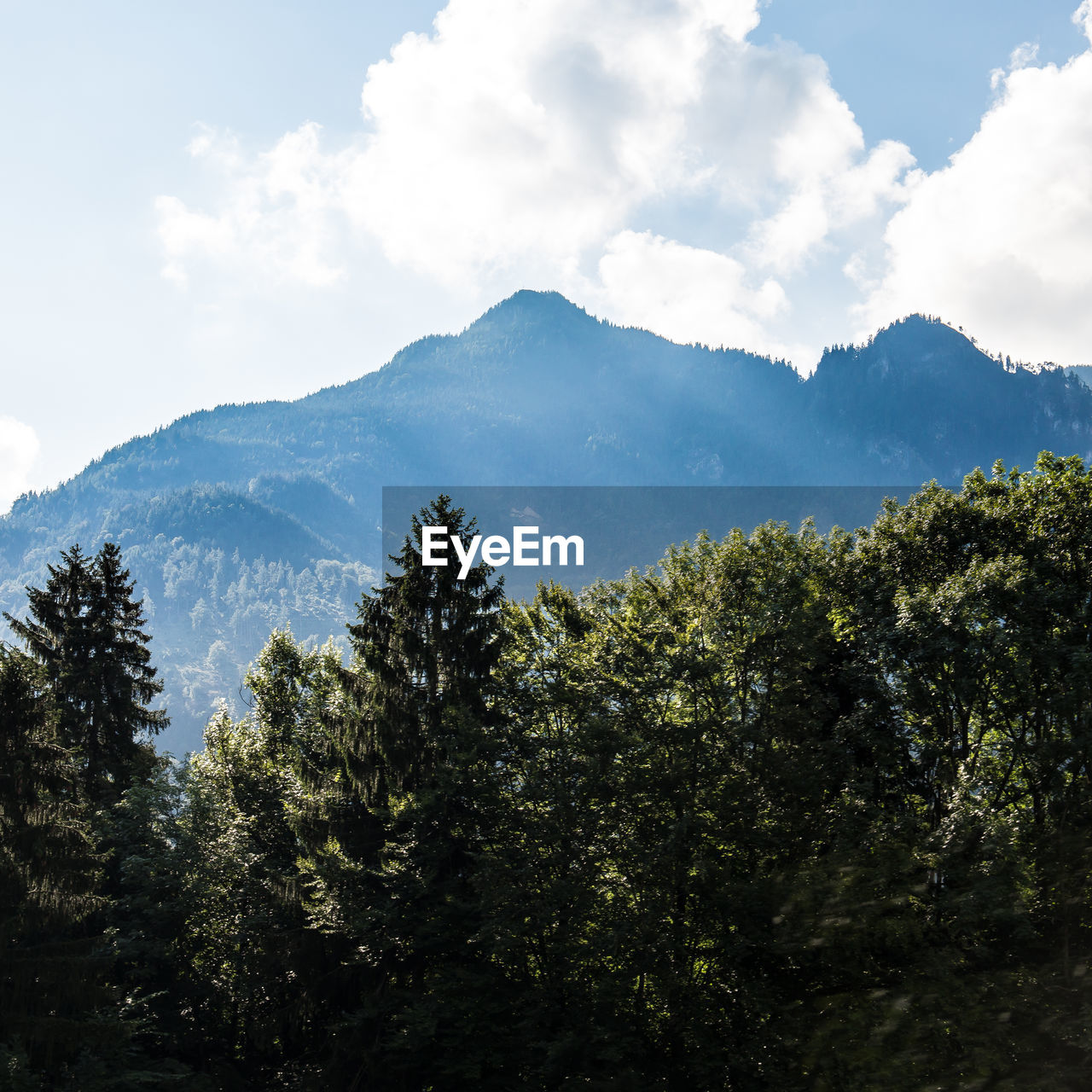 Trees in forest against mountains