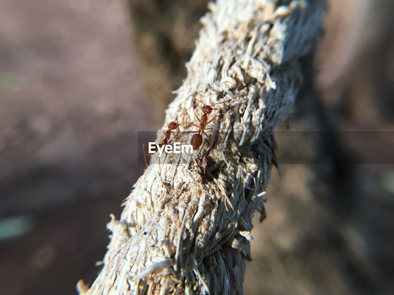 ANT ON TREE TRUNK