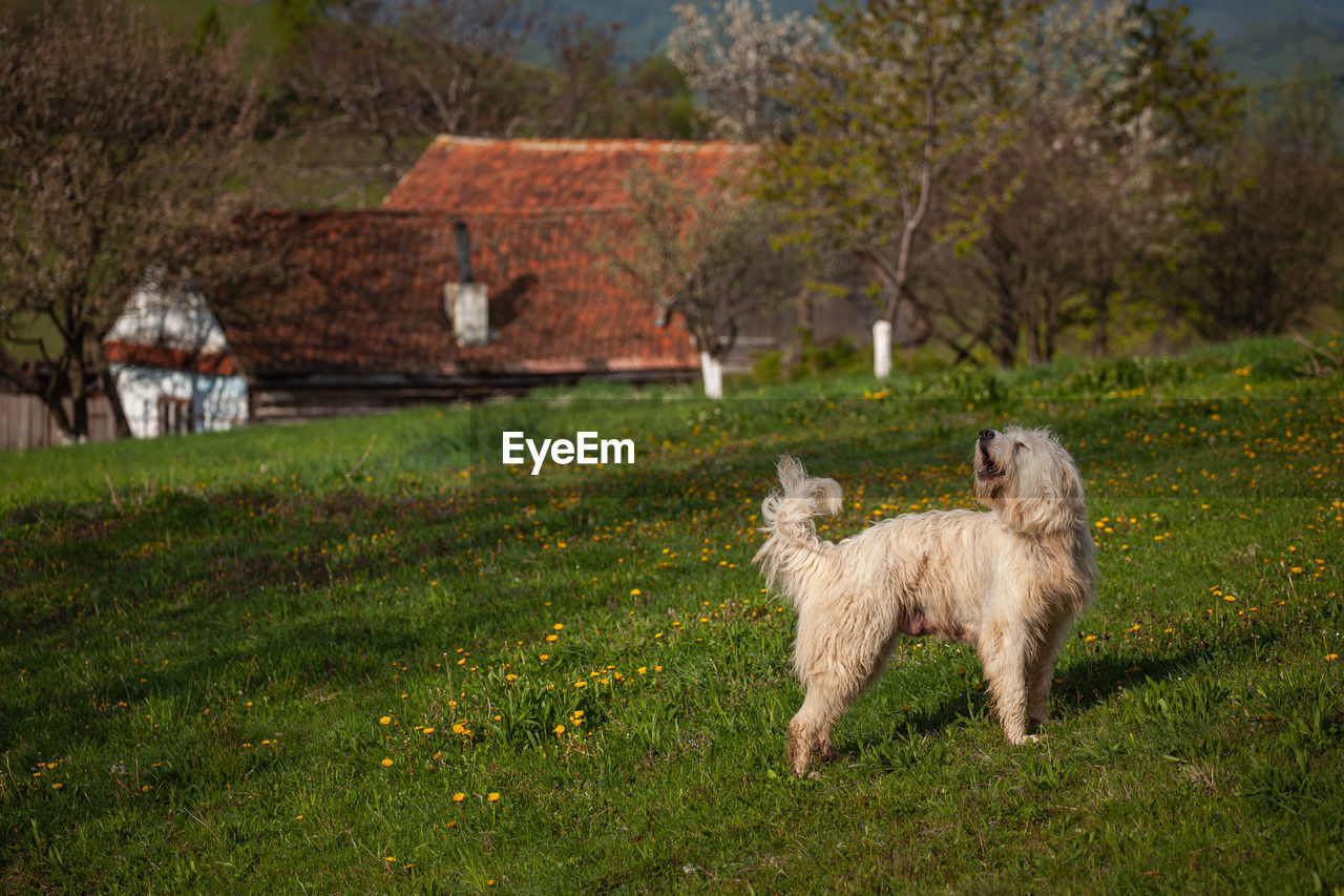 Rural scene with a sheepdog in springtime.